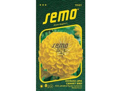 9582 semo kvetiny letnicky ostalka lepa canary bird