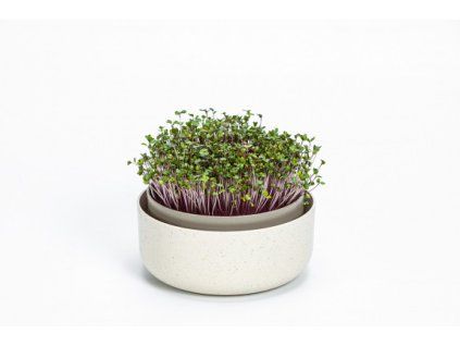 Klíčící miska MICROGREENS - slonová kost s kávovou sedlinou