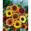 9294 semo kvetiny letnicky slunecnice rocni autumn beauty2 624x770