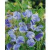 9357 semo kvetiny letnicky hrachor vonny crimson and blue ripple2 624x777