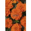 9520 semo kvetiny letnicky aksamitnik rozkladity bonanza deep orange2 624x940