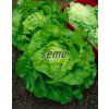 3833 semo zelenina salat hlavkovy jupiter2 624x791