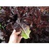 3871 semo zelenina salat listovy dark roden 1 768x576