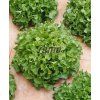 3873 semo zelenina salat listovy smes typu bowl2 624x762
