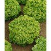 3874 semo zelenina salat listovy smes typu lolo2 600x739
