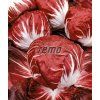 4802 semo zelenina cekanka salatova palla rossa 32 624x747