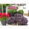5900 semo bylinky bazalka prava purple ball 2 768x576