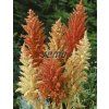 9044 semo kvetiny letnicky laskavec autumn palette2 624x815