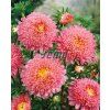 9109 semo kvetiny letnicky astra cinska super princess ruzova2 624x772