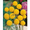 9210 semo kvetiny letnicky kraspedie billy buttons2 624x777