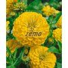9582 semo kvetiny letnicky ostalka lepa canary bird2 624x767