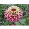 9589 semo kvetiny letnicky ostalka lepa queen lime red2