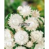 9302 semo kvetiny letnicky slamenka bila2 624x764