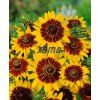 9485 semo kvetiny letnicky trapatka srstnata rudbekie gloria daisy2 624x767