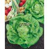 3801 semo zelenina salat hlavkovy major2 624x785