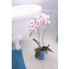 tycka k orchideji aranzma