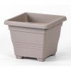 Taupe%20Begonia