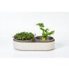 Velká farma MICROGREENS+REGROW - slonová kost s kávovou sedlinou