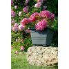 bergamot 339x500