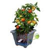 kvetinac bergamot rajce