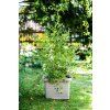 Samozavlažovací truhlík PLASTIA BERBERIS UNO 45x39x35