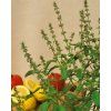5909 semo bylinky bazalka prava lime2 600x754