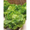 3885 semo zelenina salat hlavkovy batavus 2 600x799