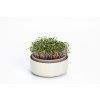 Klíčící miska MICROGREENS - slonová kost s kávovou sedlinou