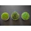 Microgreens